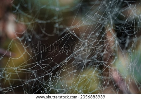 Spider web, plants and dew drops close-up. Abstract background