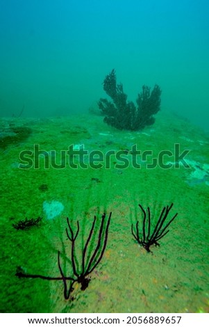 Underwater scenery of Indian ocean close by Sri Lanka.