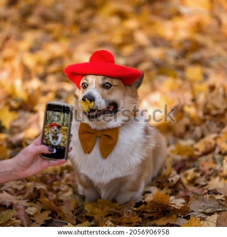 girl's hand with a phone takes pictures of a funny corgi dog puppy in an artist's beret with a butterfly in an autumn sunny park