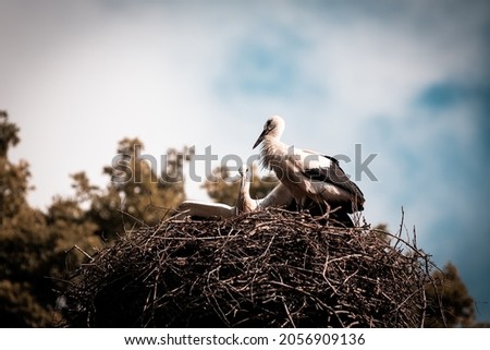 nest of storks high above the ground, Slovakia