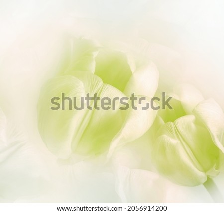 Yellow tulips.  Floral  background.  Closeup. Nature.                                      