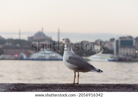 Seagull Against the Bosphorus and view to European coast of Istanbul, Turkey.