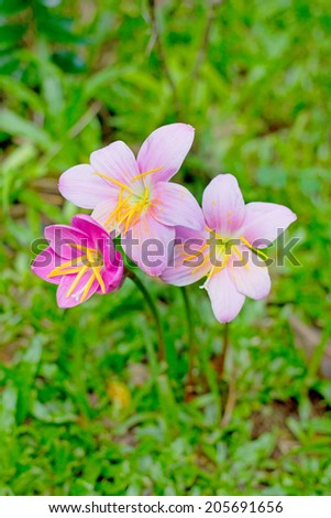 Rain lilly pink flower in the rainy season of Thailand