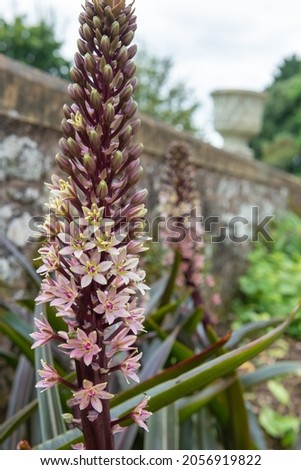 Close up of pineapple lily (eucomis comosa) flowers in bloom