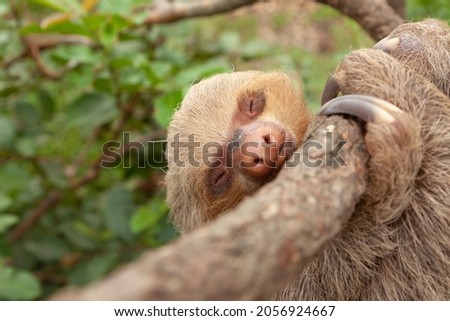 Specimen of Hoffmann's two-toed sloth, or Choloepus hoffmanni, clinging to a branch, asleep, in the Amazon rainforest, at the Dos Loritos wildlife rescue center, Peru Royalty-Free Stock Photo #2056924667