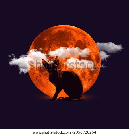 Contemporary art collage. Ideas, inspiration, magic, spooky season. Grace cat sphinx isolated over orange moon and clouds background. Halloween, black friday, cyber monday, sales, autumn concept.