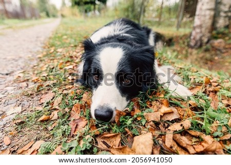 Funny puppy dog border collie lying down on dry fall leaf in park outdoor. Dog sniffing autumn leaves on walk. Hello Autumn cold weather concept
