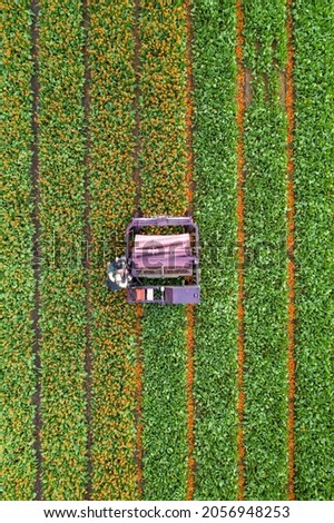 Breathtaking Aerial View of Colorful Tulip Fields in Keukenhof, Netherlands
