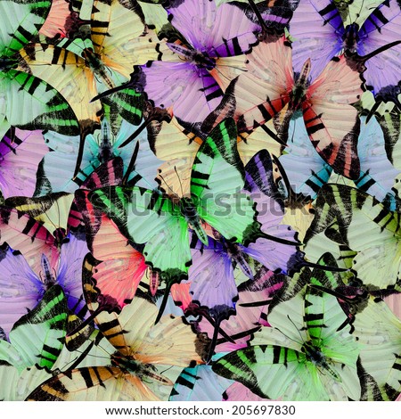 Compilation of beautiful background texture made from Colorful Swordtail Butterfly