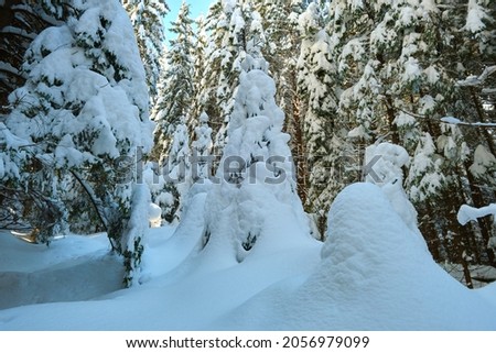 Closeup of pine tree branches covered with fresh fallen snow in winter mountain forest on cold bright day.