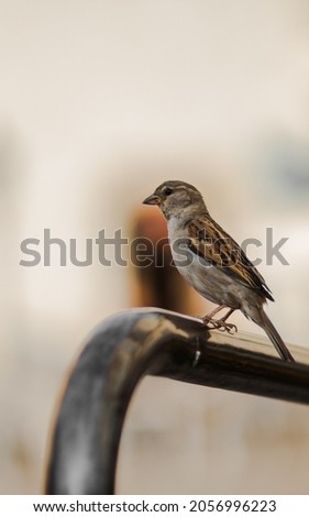 The house sparrow sits on a railing on one summer afternoon