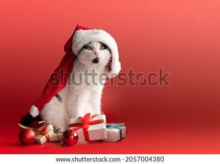 Funny cat in a New Year's dress and with gifts on a red background, a layout with a copy space. A place for your text. The concept of Christmas. High quality photo
