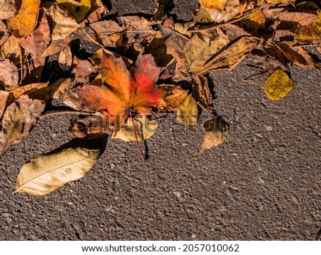 Close-up of yellow, orange autumn leaves on the asphalt (bitumen). Bright red maple leaf. Copy space. Horizontally