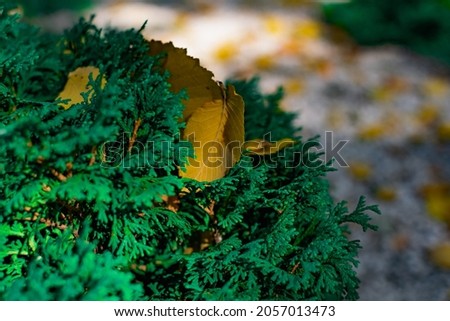 Autumn yellow leaves fallen on the branches of conifers, bushes and trees, junipers, fir trees and thuja, a beautiful seasonal picture of green and yellow flowers