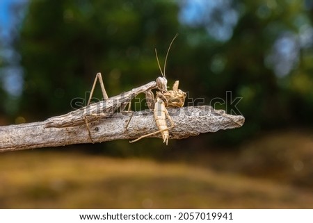 A female praying mantis eating her male. Royalty-Free Stock Photo #2057019941