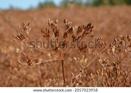 Caraway (Carum carvi) plant and seeds, fresh plant of ripe cumin on natural background. Caraway field. Ready for harvest. Royalty-Free Stock Photo #2057023958