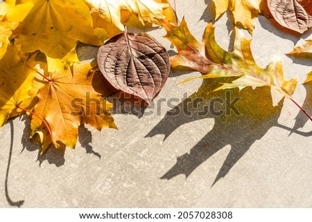 Colorful autumn leaves on a grey stone background. Top view. Copy space