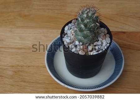 Cactus in a pot on a dish on a wooden table for selective focus.An ornamental plant on the hobby or planting for business with resistant to lack of water for easy to care.