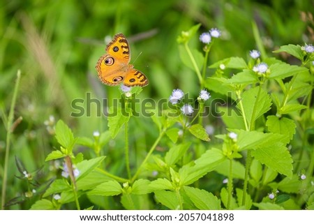 Beautiful yellow butterfly over green nature background