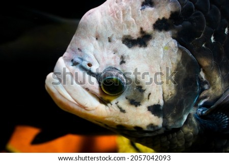 The big eye of a tropical fish in the aquarium         