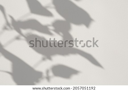 Branch shadow on white textured wall. Perfect for your design. Free space for text