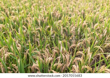 Rice in rice fields in autumn