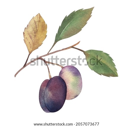 Plums branch. Watercolor Hand drawn botanical illustrations purple fruits and green leaves. Isolated on white background. . Food, summer season. For packaging design juices, textiles, kitchens, wear.