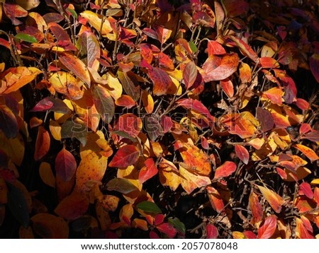 Multicolored carpet of textured autumn leaves. Bright palette of autumn. Sun flare, Focus on foreground.
