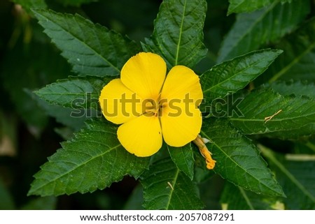 Turnera ulmifolia flower (the ramgoat dashalong or yellow alder) and blurred background