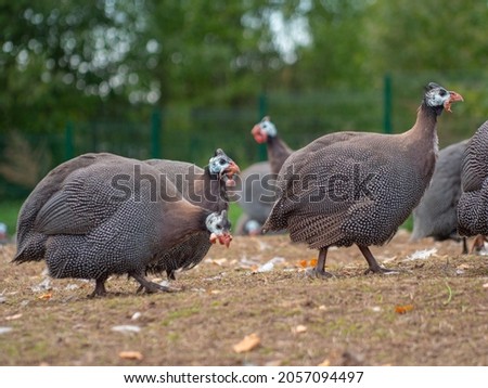 Raising of guinea fowl poultry. Organic guinea fowl. Close-up Royalty-Free Stock Photo #2057094497