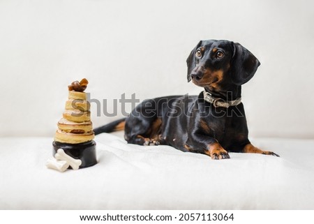Happy birthday cake for a dachshund puppy