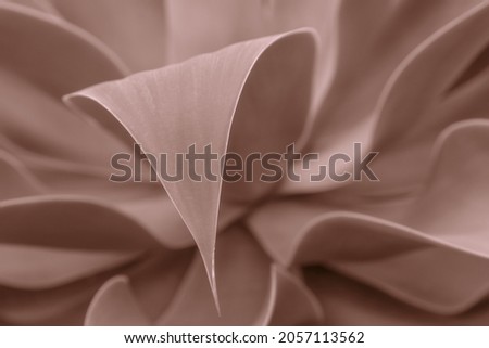 Abstract detail of the leaves of a succulent in warm tones in a single color, earth tones, clear pink. Natural background of subtle curving lines and very delicate shapes. Unique textures of nature.  Royalty-Free Stock Photo #2057113562