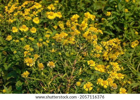 Wild yellow daisies at Grayson Highlands State Park in Virgina's Highlands near Mount Rogers and Whitetop Mountains.  