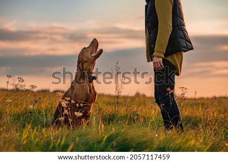 Beautiful Hungarian Vizsla dog and its owner during outdoors obedience training session. Sit and stay command. Woman with hunting dog portrait. Royalty-Free Stock Photo #2057117459