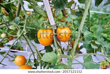 Fresh tomatoes are grown in the plantation. Tomatoes are ready to be harvested in the plantation. fresh red tomatoes in the garden.