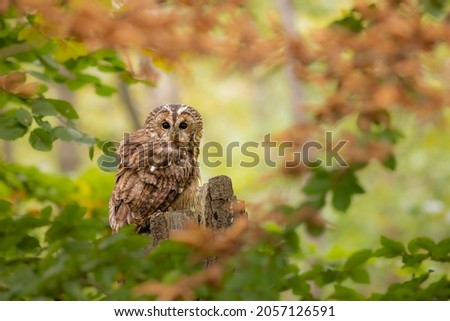 Tawny owl, strix aluco, aves