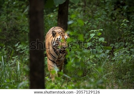 Panthera Tigris in its natural habitat