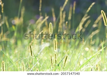 Steppe grass at sunrise, bright sunny day