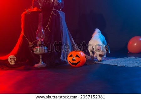 Dog Jack Russell Terrier on a background of Halloween