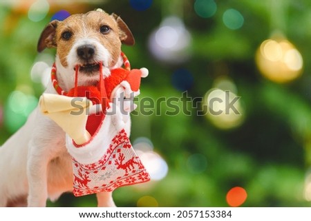 Pet dog holding in mouth Christmas stocking with dog bone as holiday gift