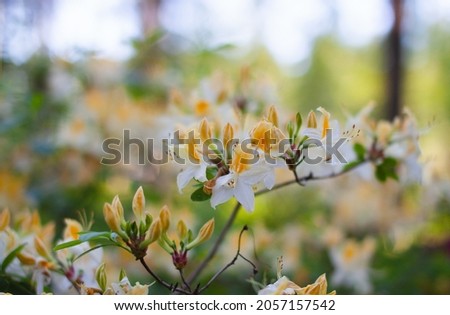 Closeup of a flower branch. White and yellow flowers, rhododendron northern hi-lights, in a forest. Trees and blue sky in the background.