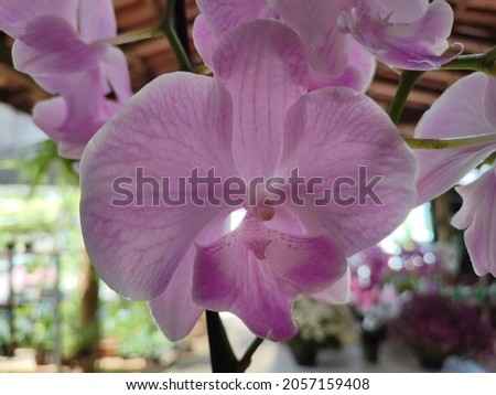 beautiful natural flower of lilac orchid