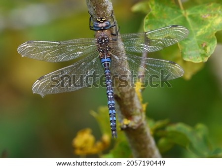 Emperor Dragonfly perched on tree with wings open.