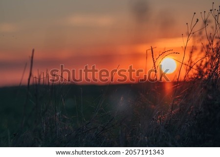Grass in sunset field, red sky. Sunset background