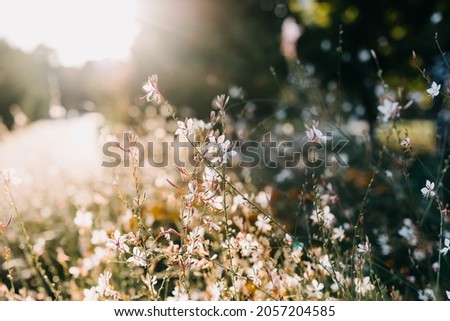Closeup of small wildflowers in sunset light.