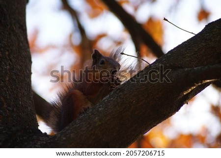 Red squirrel eats a nut sitting on a tree