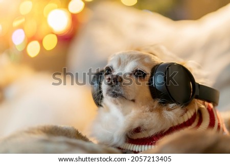 cute little brown color lapdog chihuahua wearing headphone music listen enjoy stay home on sofa couch at home
