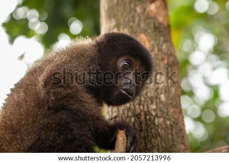 A small baby monkey, specimen of the species Oreonax flavicauda, ​​or yellow-tailed woolly monkey, endemic to Peru, and the Amazon rainforest of the Andes, at the Dos Loritos wildlife rescue center Royalty-Free Stock Photo #2057213996