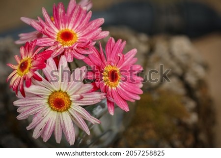 Small bunch of pink daisy flowers displayed in vase in rustic country setting