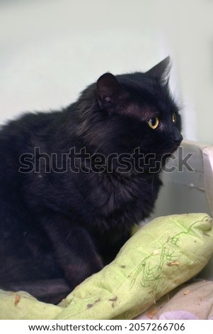large beautiful fluffy black cat on a light background